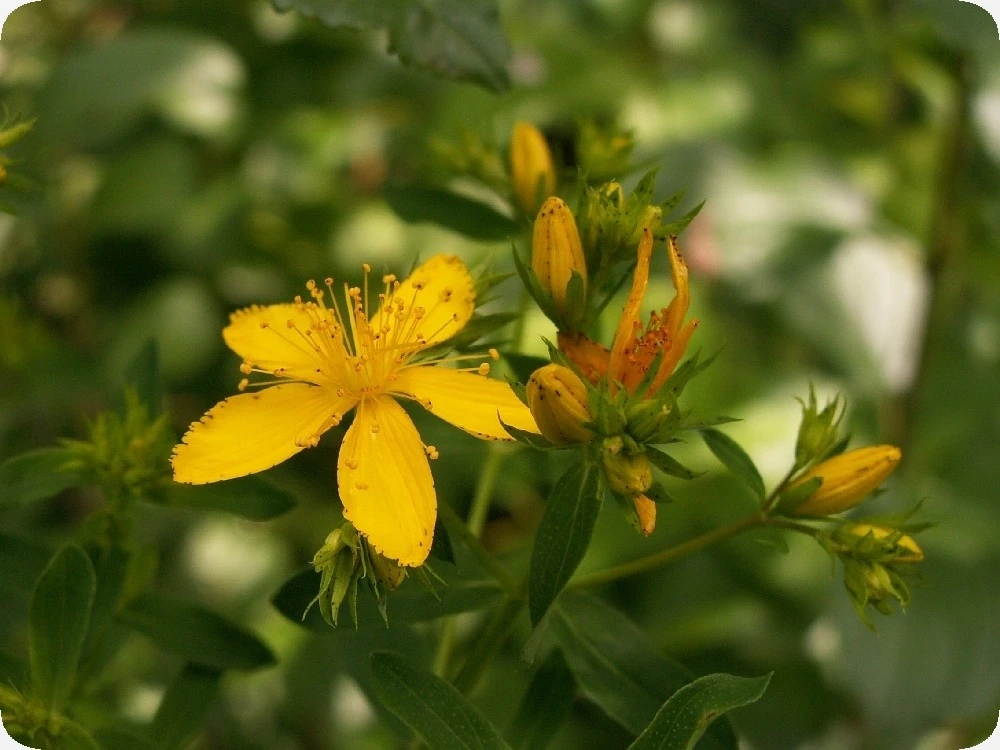 Kit De Culture - Millepertuis Perforé - 300 Graines - Hypericum Perforatum – Image 4