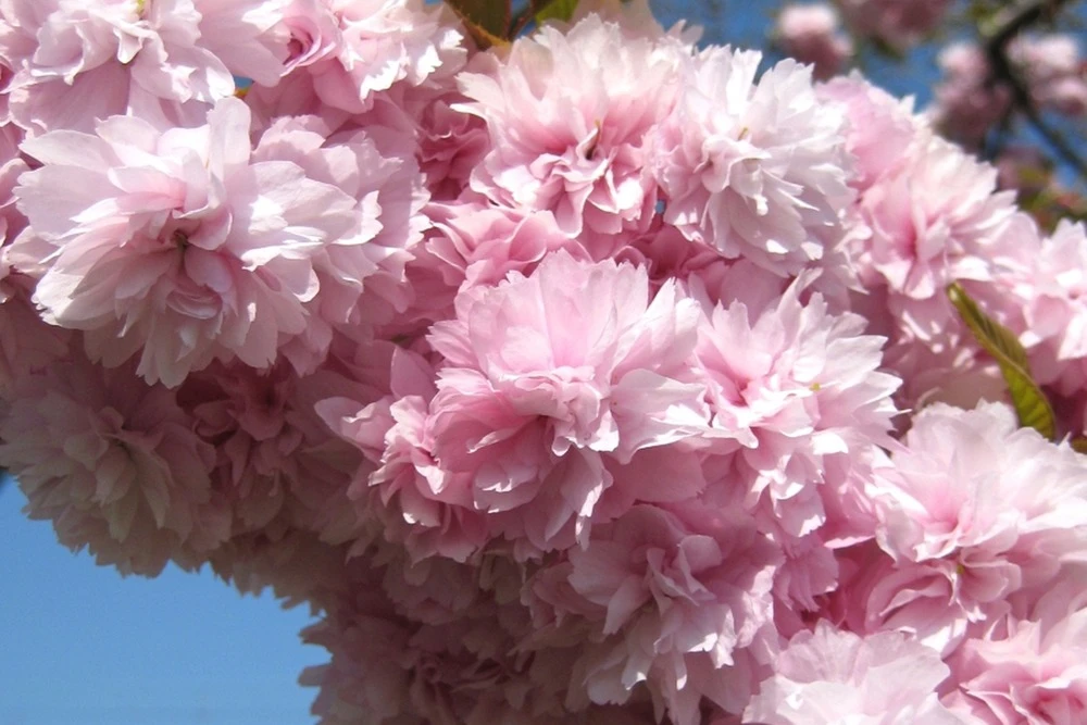 Kit De Culture - Cerisier Du Japon - 30 Graines - Prunus Serrulata – Image 6