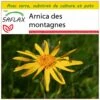 Kit De Culture - Arnica Des Montagnes - 40 Graines - Arnica Montana
