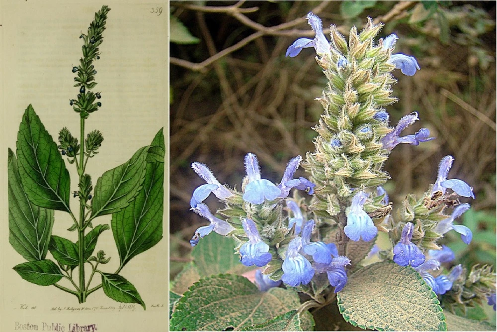 Kit De Culture - Chia - 500 Graines - Salvia Hispanica – Image 4