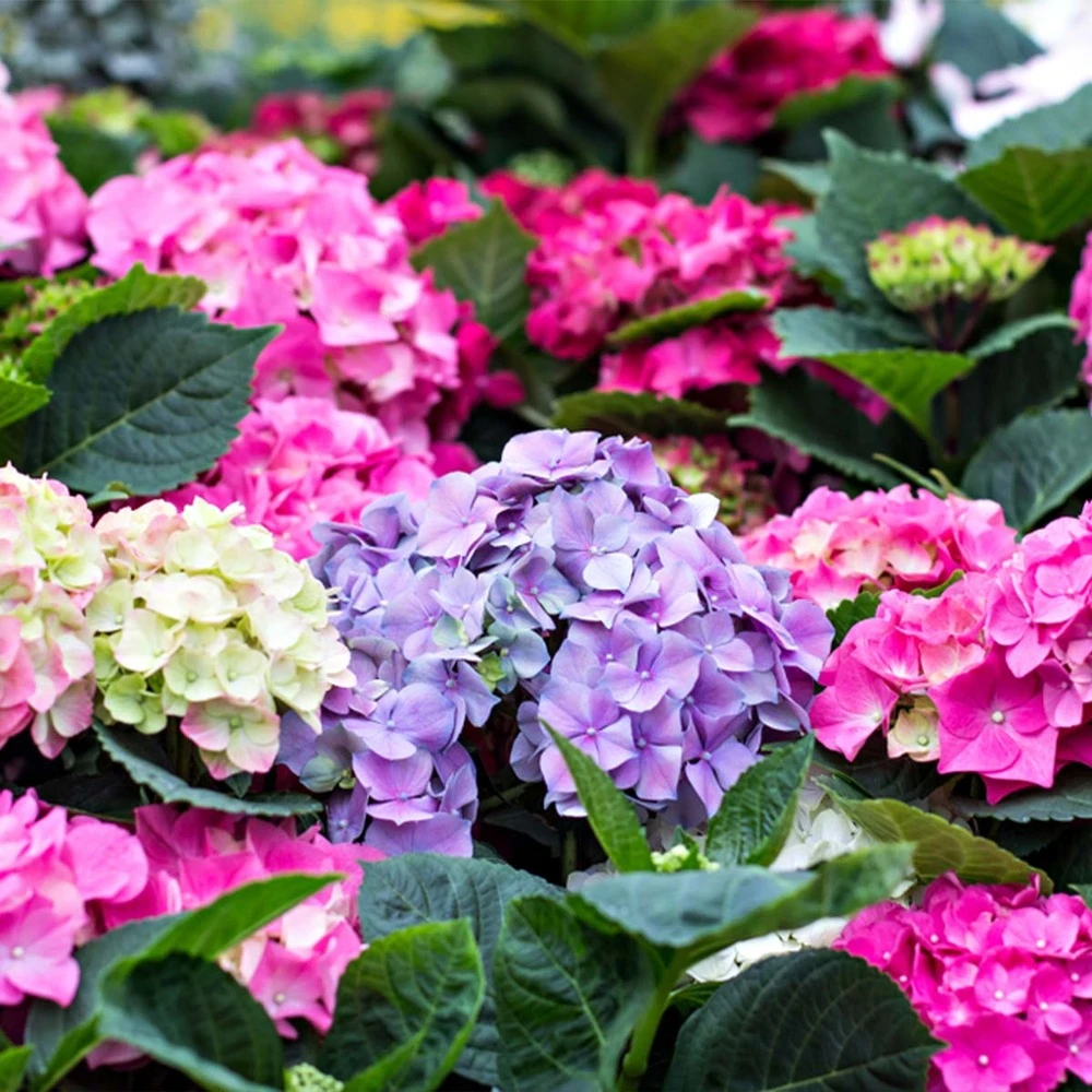 3x Hydrangea Macrophylla Mix – Hortensia – Arbuste - Rustique – ⌀14 Cm - ↕30-40 Cm – Image 4
