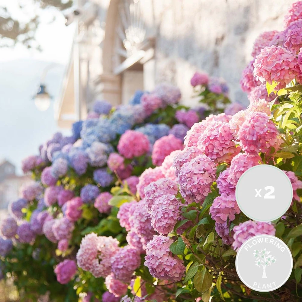 3x Hydrangea Macrophylla Mix – Hortensia – Arbuste - Rustique – ⌀14 Cm - ↕30-40 Cm – Image 2