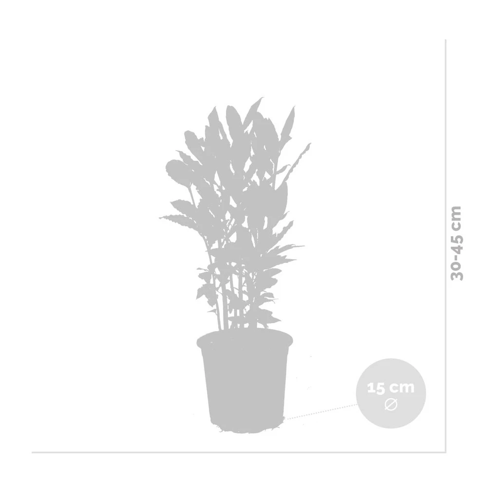 Laurus Nobilis - Laurier De Cuisine - Arbuste - Persistant – ⌀15 Cm - ↕30-45 Cm – Image 3