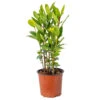 Laurus Nobilis - Laurier De Cuisine - Arbuste - Persistant – ⌀15 Cm - ↕30-45 Cm