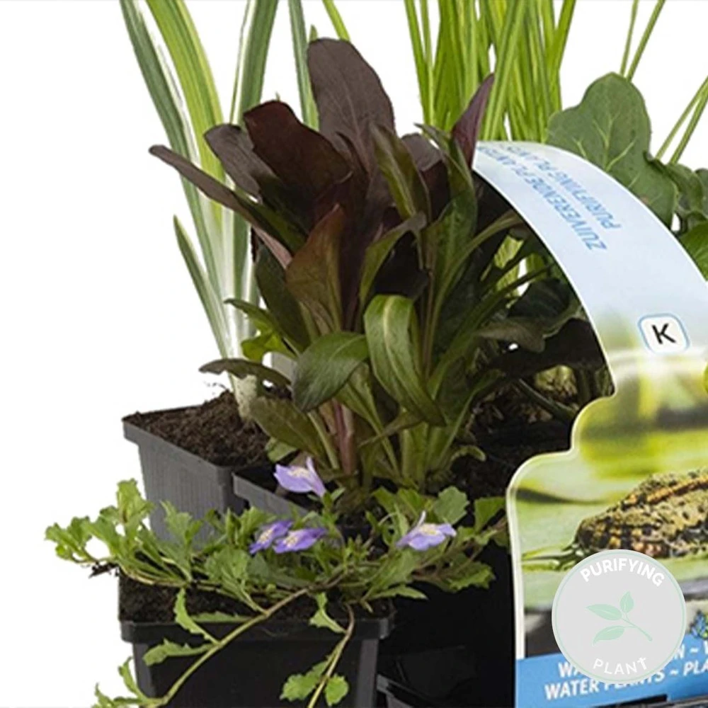 6x Mélange De Plantes De Bassin Purifiantes – Zone 2 & 3 – Faible Entretien - ⌀9 Cm - ↕05-20 Cm – Image 2