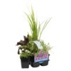 6x Mélange De Plantes Parfumées Pour Bassin – Zone 2 & 3 – Faible Entretien - ⌀9 Cm - ↕15-25 Cm