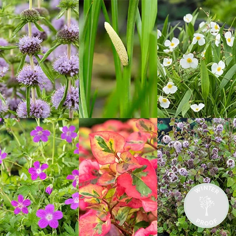 6x Mélange De Plantes Parfumées Pour Bassin – Zone 2 & 3 – Faible Entretien - ⌀9 Cm - ↕15-25 Cm – Image 2