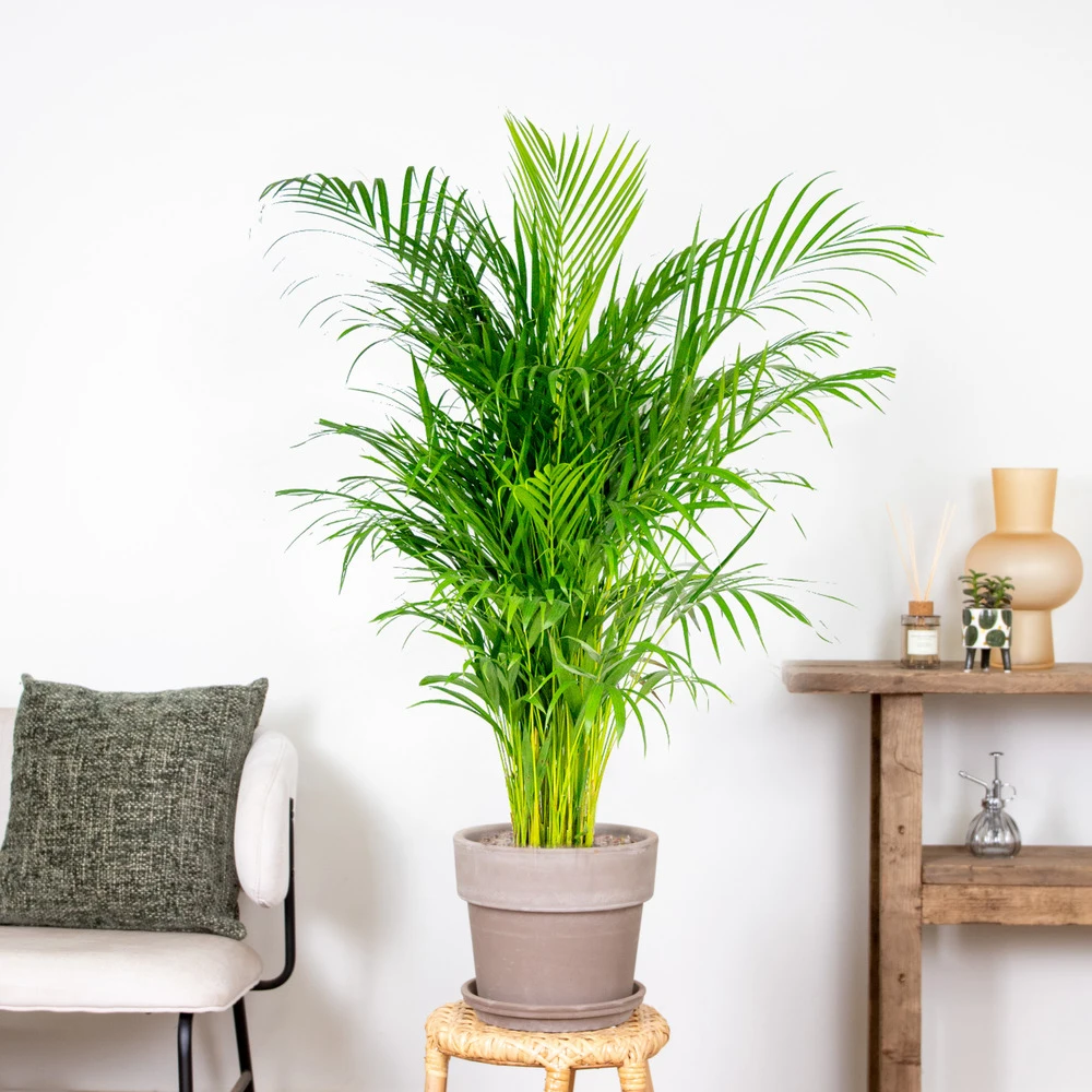Dypsis Lutescens - Palmier Dorés - Plante D'intérieur - Entretien Facile – ⌀24 Cm - ↕120-130 Cm – Image 4