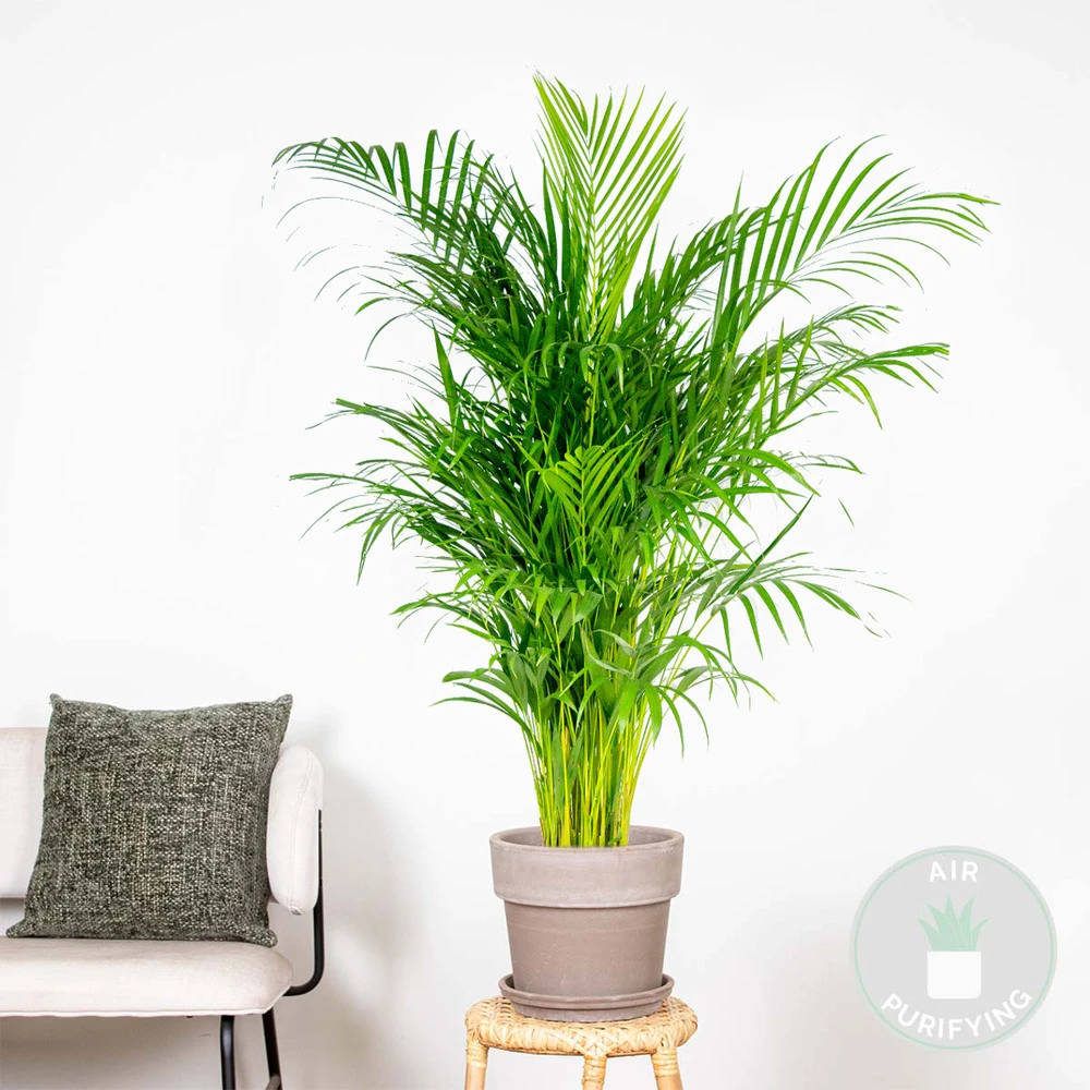 Dypsis Lutescens - Palmier Dorés - Plante D'intérieur - Entretien Facile – ⌀24 Cm - ↕120-130 Cm – Image 2