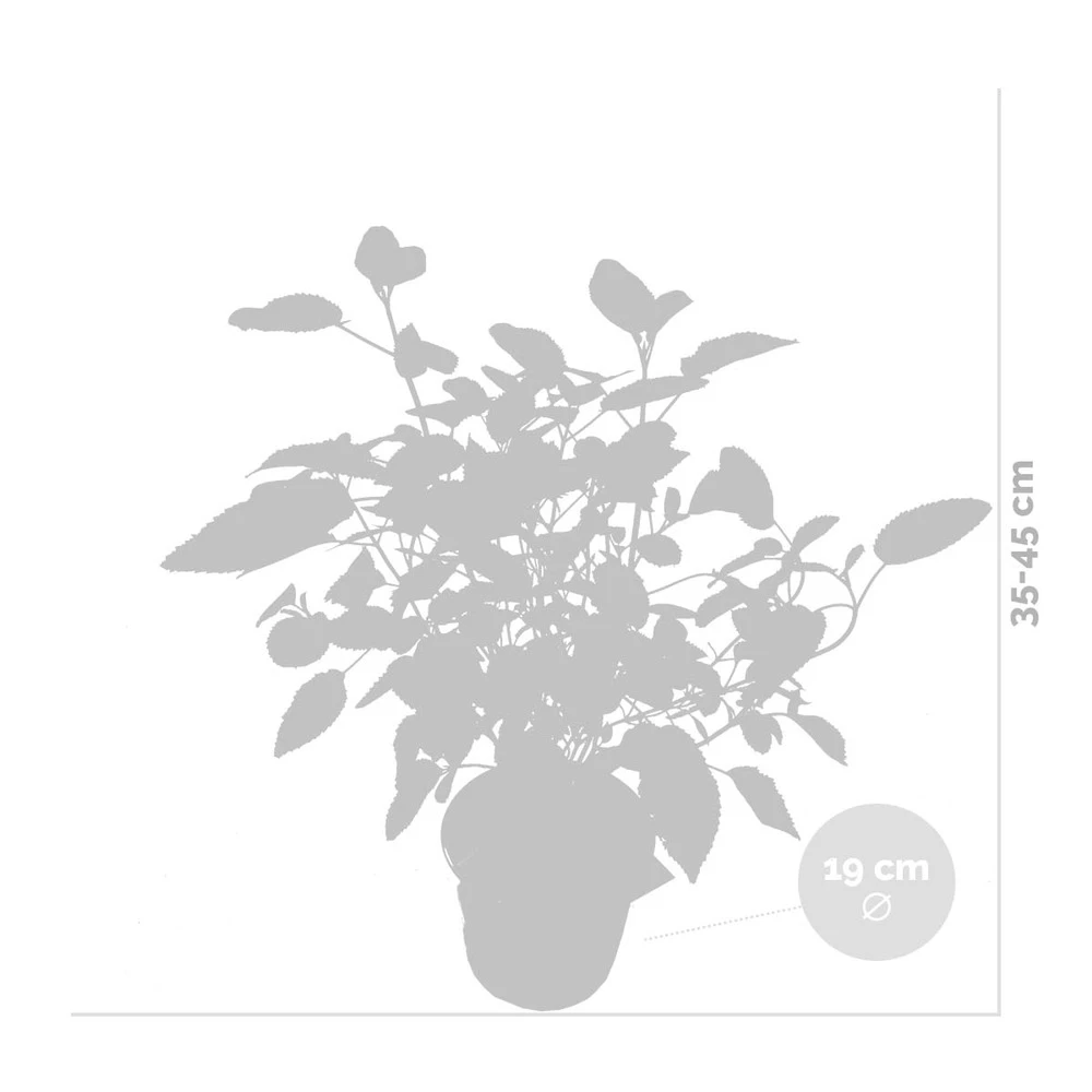 2x Hortensia 'little Lime' - Panicule D'hortensia - Vert - Arbuste - Rustique - ⌀19 Cm - ↕35-45 Cm – Image 3