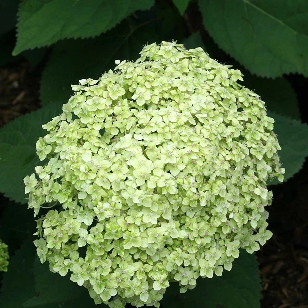 2x Hortensia 'little Lime' - Panicule D'hortensia - Vert - Arbuste - Rustique - ⌀19 Cm - ↕35-45 Cm – Image 4
