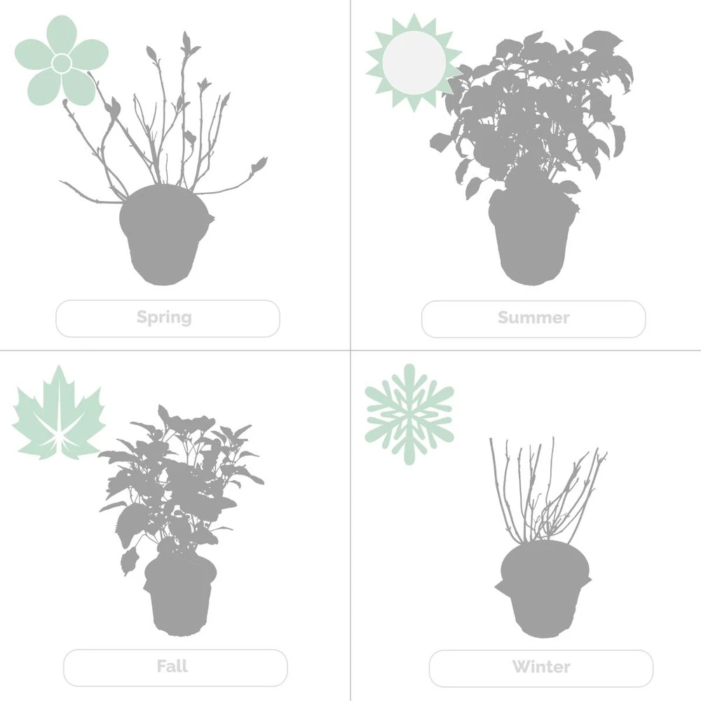 2x Hortensia 'little Lime' - Panicule D'hortensia - Vert - Arbuste - Rustique - ⌀19 Cm - ↕35-45 Cm – Image 5