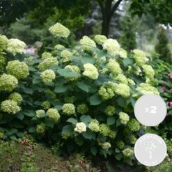 2x Hortensia 'little Lime' - Panicule D'hortensia - Vert - Arbuste - Rustique - ⌀19 Cm - ↕35-45 Cm