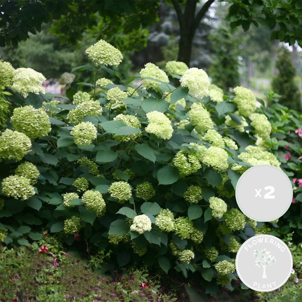 2x Hortensia 'little Lime' - Panicule D'hortensia - Vert - Arbuste - Rustique - ⌀19 Cm - ↕35-45 Cm