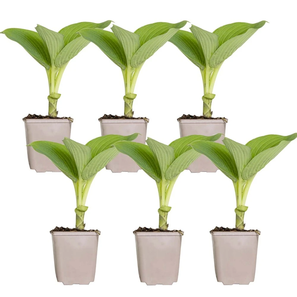 6x Hosta Sieboldiana 'elegans' - Lys Coeur - Vivace - Rustique – ⌀9 Cm - ↕10-15 Cm – Image 2