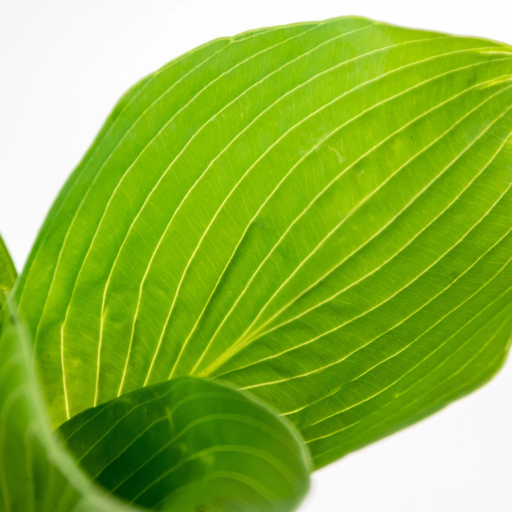 6x Hosta Sieboldiana 'elegans' - Lys Coeur - Vivace - Rustique – ⌀9 Cm - ↕10-15 Cm – Image 3