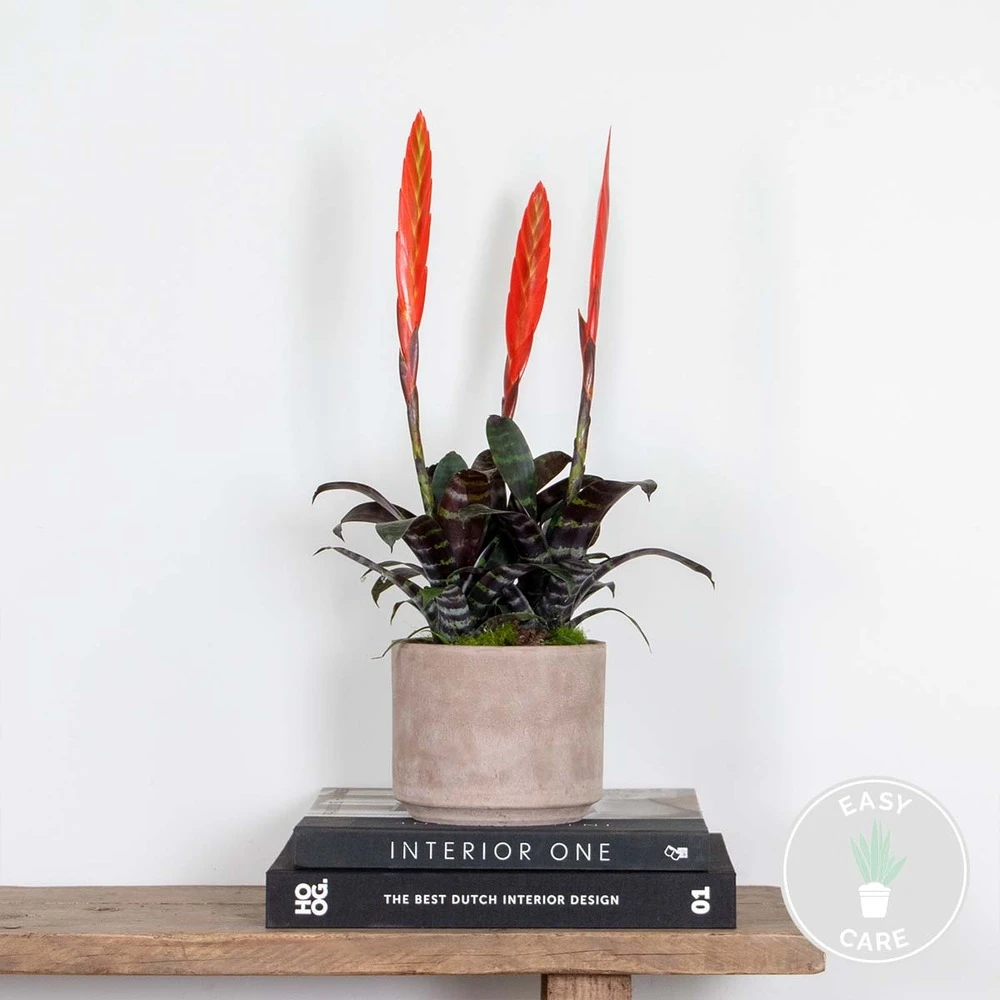 Vriesea Era – Torch Bromelia – Plante D'intérieur – Peu D'entretien – ⌀12 Cm – ↕40-50 Cm – Image 2
