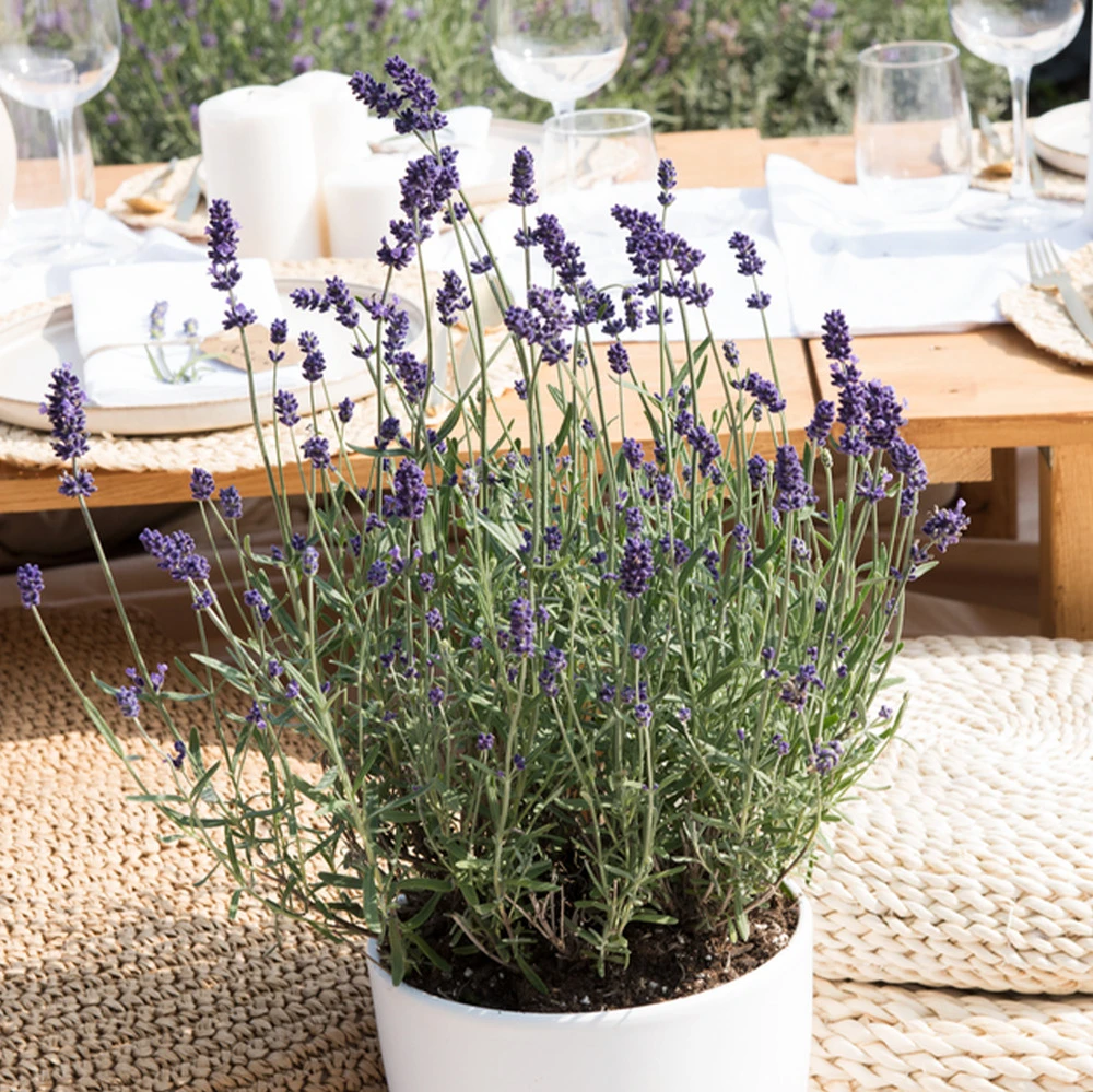 3x Lavandula Angustifolia 'ardèche Blue' - Lavande - Arbuste - Rustique – ⌀10.5 Cm - ↕10-15 Cm – Image 5