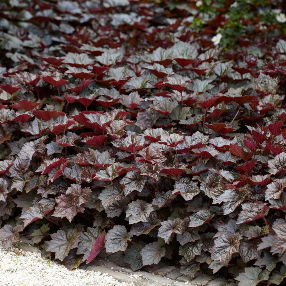 Heuchera Micrantha 'palace Purple' - Campanule - Vivace - Rustique – ⌀9 Cm - ↕10-15 Cm – Image 3