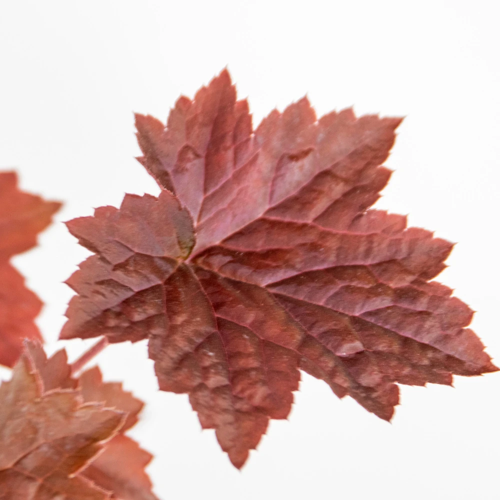 Heuchera Micrantha 'palace Purple' - Campanule - Vivace - Rustique – ⌀9 Cm - ↕10-15 Cm – Image 5
