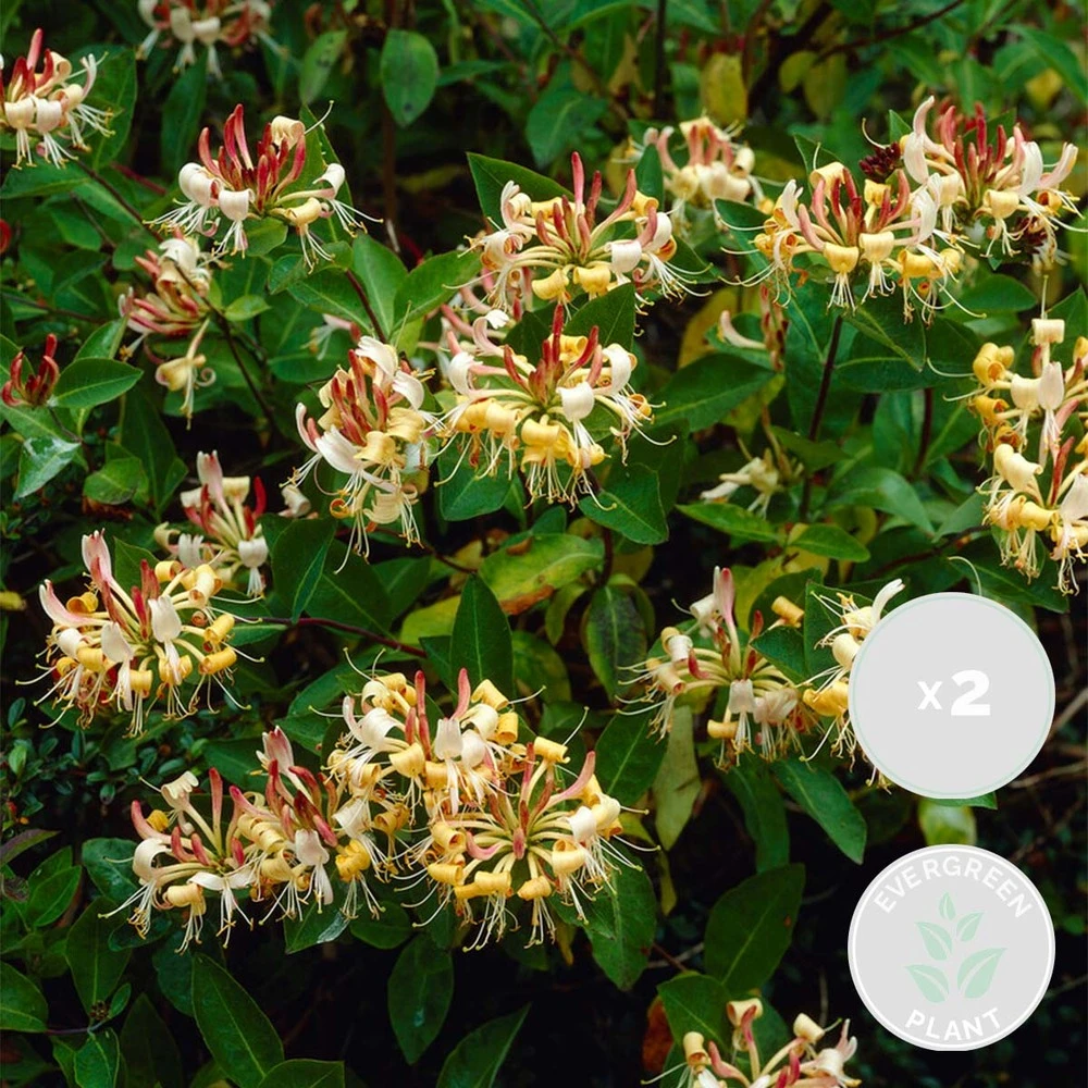 2x Lonicera Henryi – Chèvrefeuille – Plante Grimpante – Persistant – ⌀15 Cm - ↕60-70 Cm