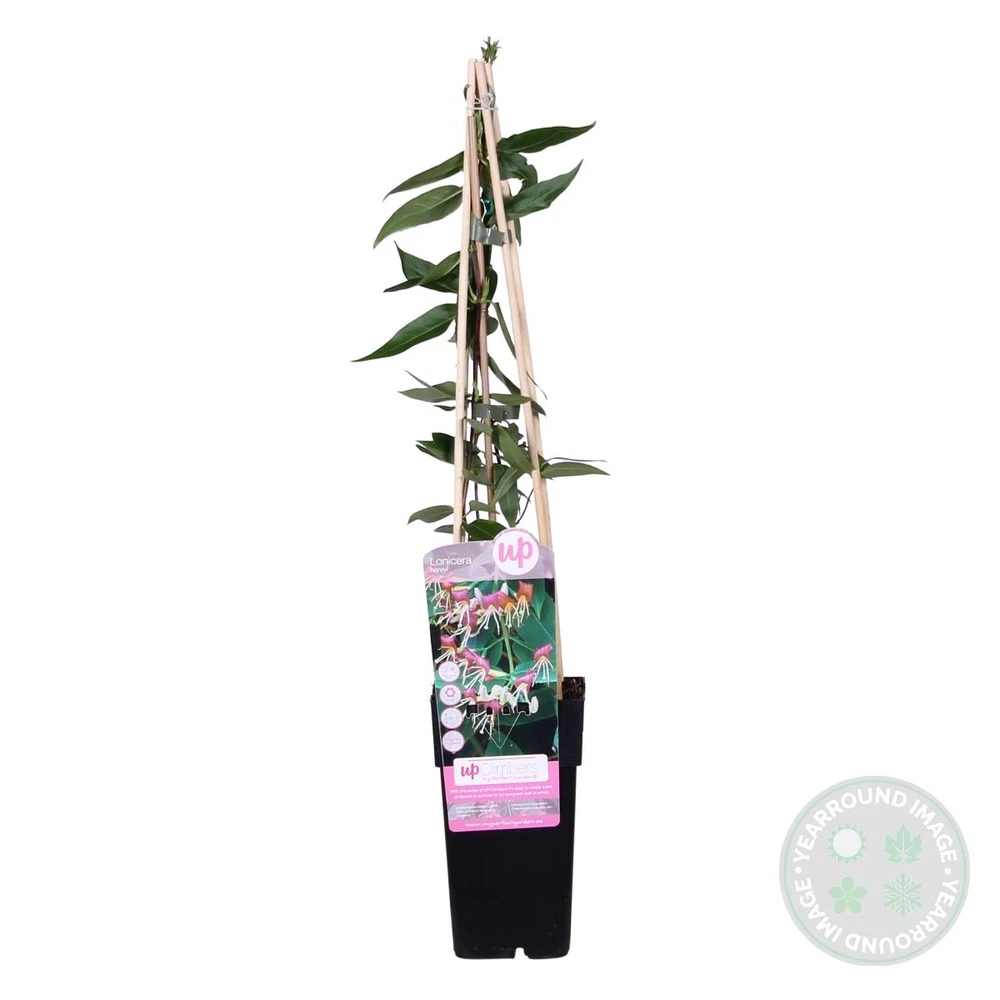 2x Lonicera Henryi – Chèvrefeuille – Plante Grimpante – Persistant – ⌀15 Cm - ↕60-70 Cm – Image 5
