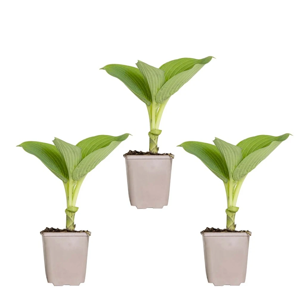 3x Hosta Sieboldiana 'elegans' - Lys Coeur - Vivace - Rustique – ⌀9 Cm - ↕10-15 Cm – Image 2