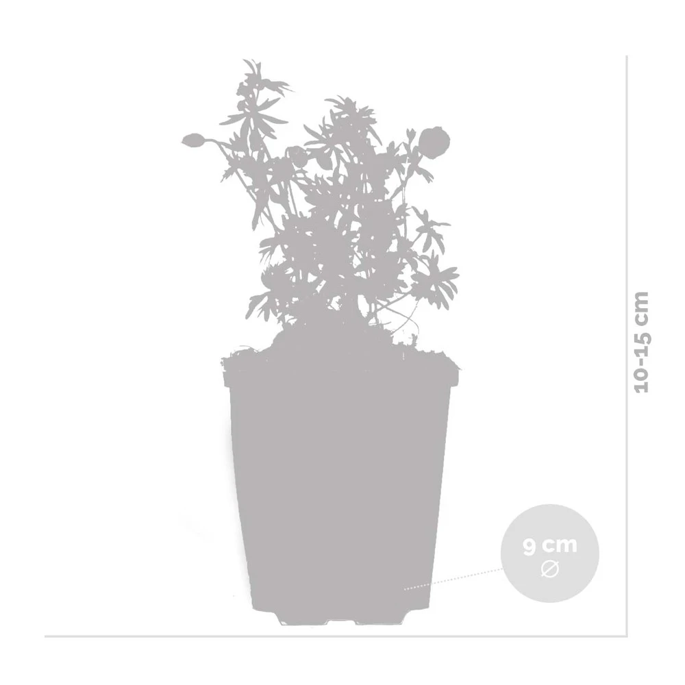 Geranium Sanguineum - Géranium Sanguin - Plante D'extérieur - Peu D'entretien – ⌀9 Cm - ↕10-15 Cm – Image 4