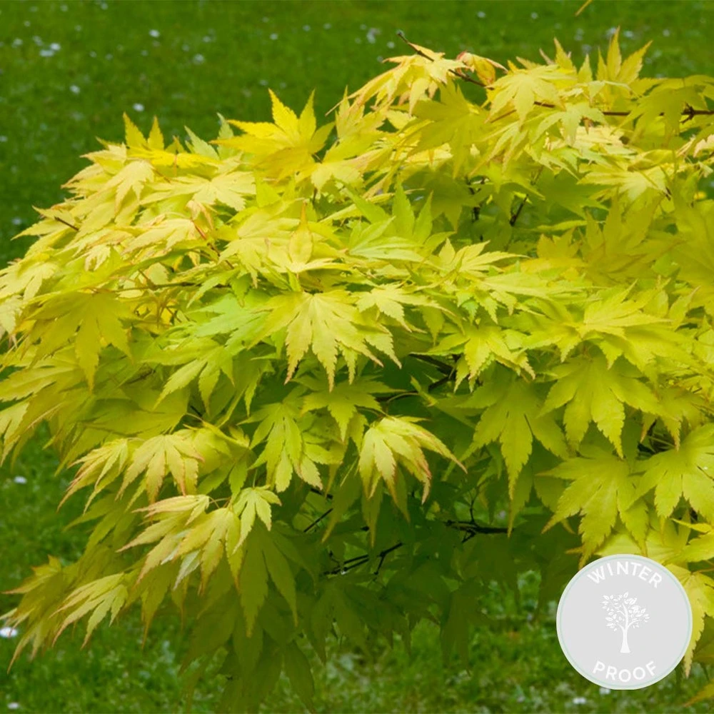Acer Palmatum 'orange Dream' - érable Du Japon - Arbuste - Rustique - ⌀15 Cm - ↕30-40 Cm – Image 2