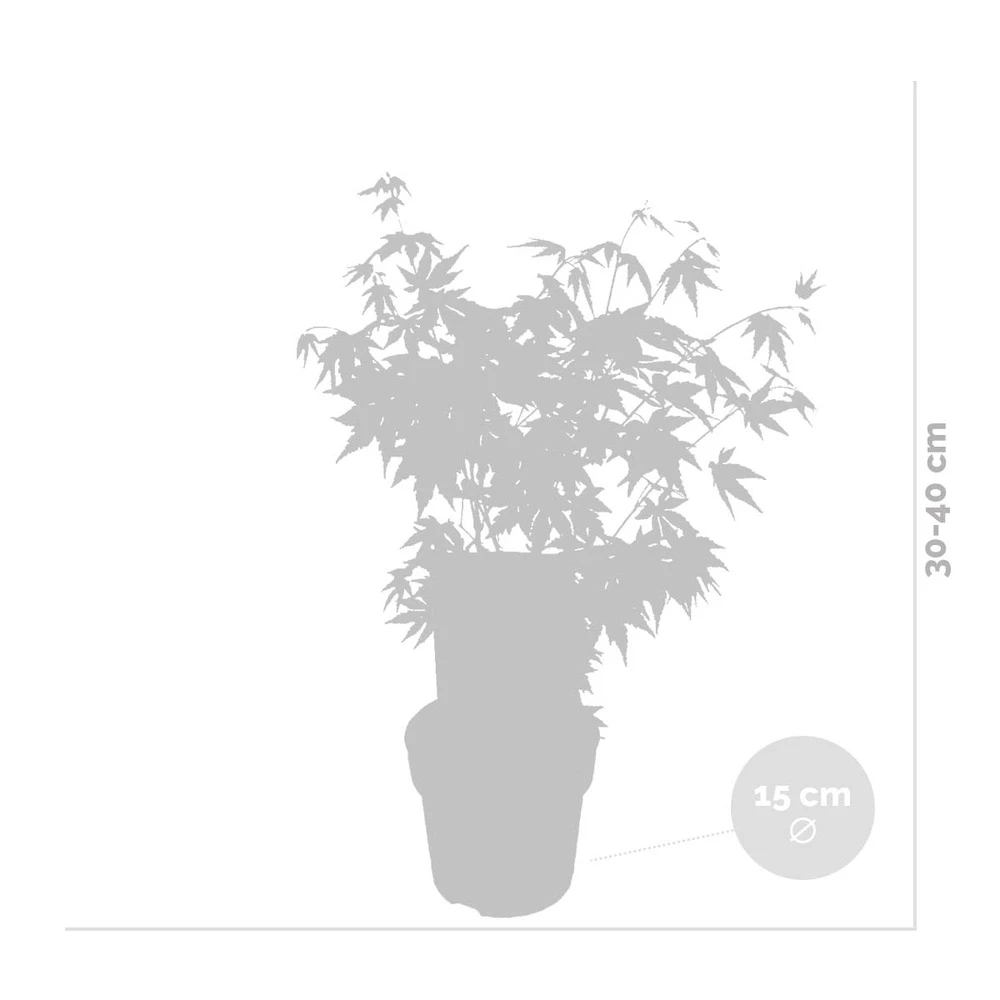 Acer Palmatum 'orange Dream' - érable Du Japon - Arbuste - Rustique - ⌀15 Cm - ↕30-40 Cm – Image 3