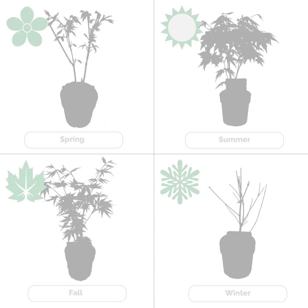 Acer Palmatum 'orange Dream' - érable Du Japon - Arbuste - Rustique - ⌀15 Cm - ↕30-40 Cm – Image 5