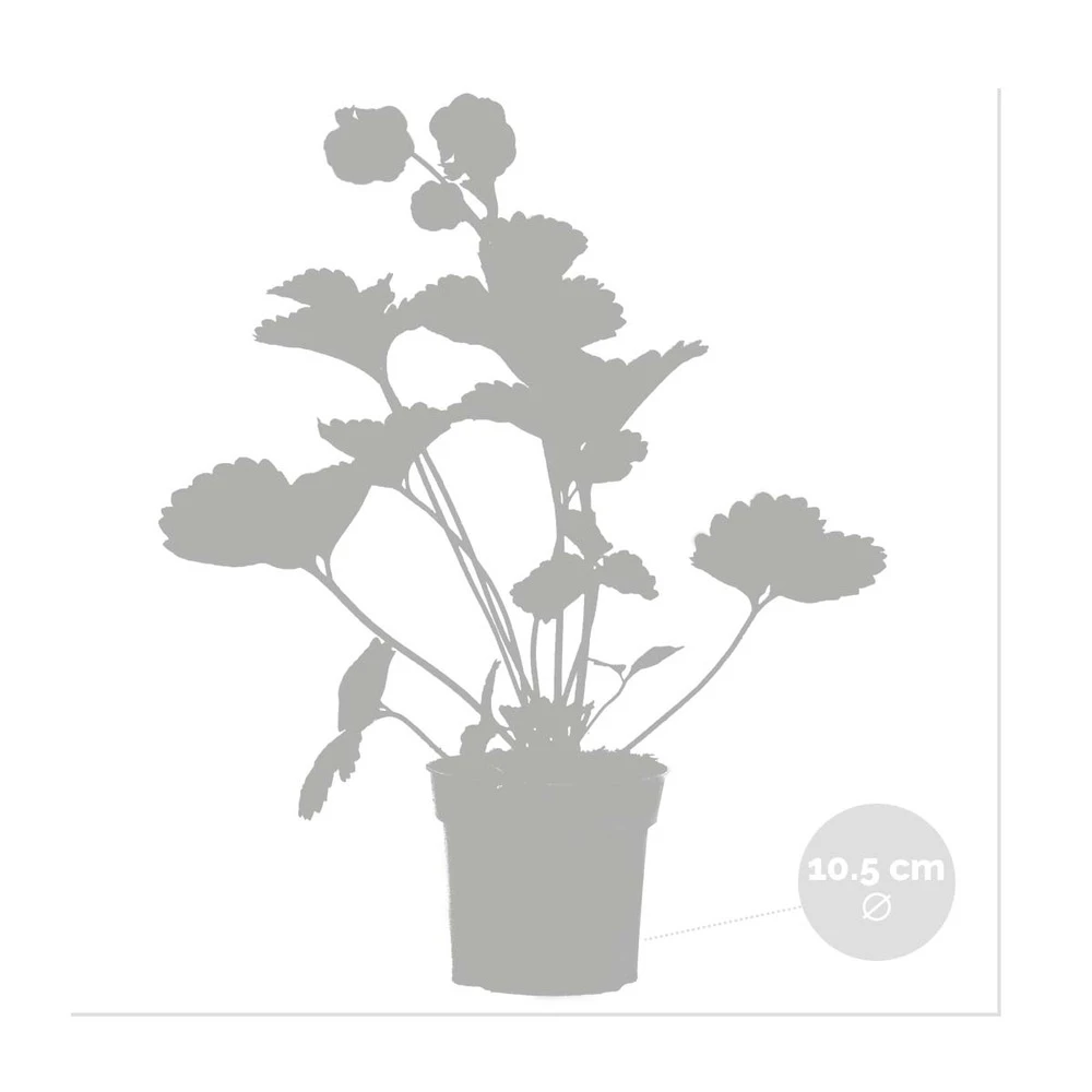 3x Fragaria 'pink Summer Breeze' – Fraisier – Entretien Facile – ⌀10,5 Cm - ↕15-20 Cm – Image 3