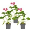 3x Fragaria 'pink Summer Breeze' – Fraisier – Entretien Facile – ⌀10,5 Cm - ↕15-20 Cm
