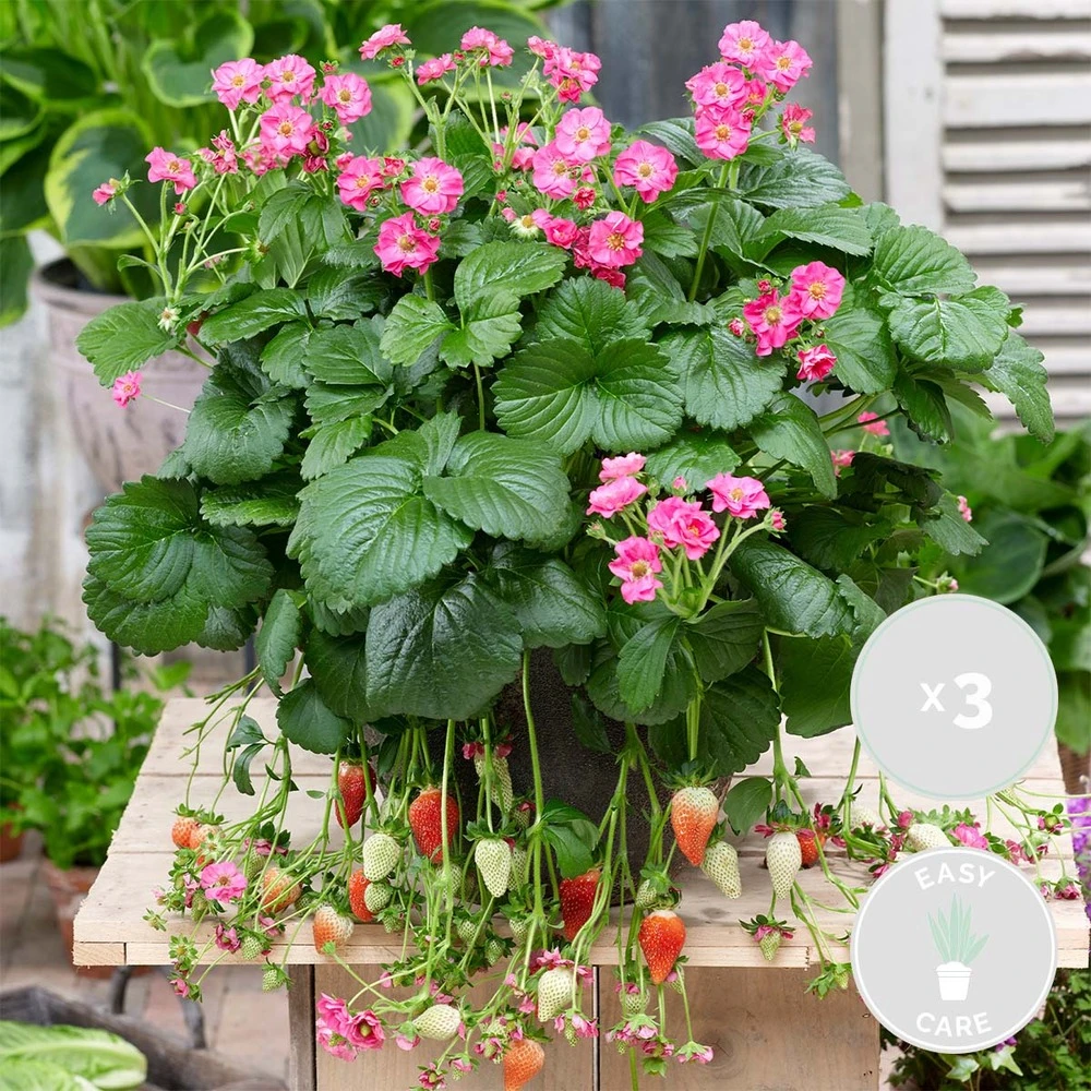 3x Fragaria 'pink Summer Breeze' – Fraisier – Entretien Facile – ⌀10,5 Cm - ↕15-20 Cm – Image 2