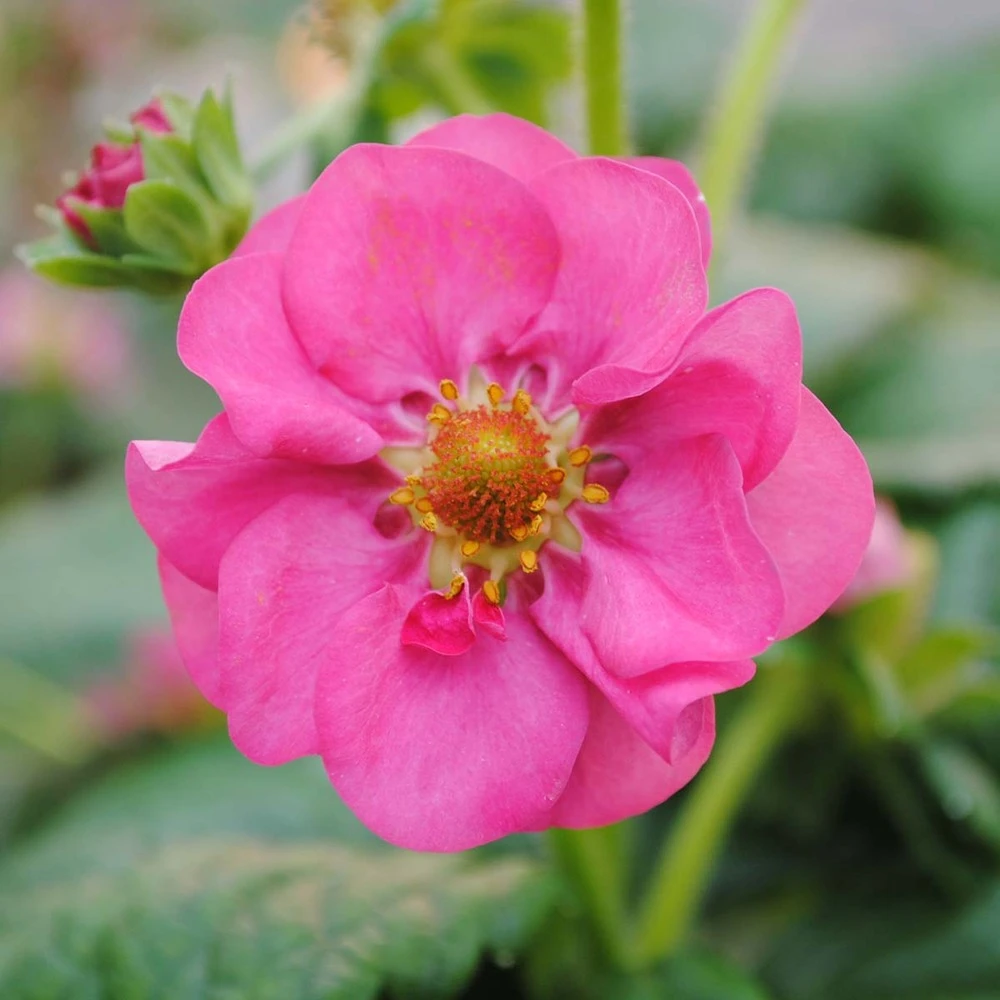 3x Fragaria 'pink Summer Breeze' – Fraisier – Entretien Facile – ⌀10,5 Cm - ↕15-20 Cm – Image 4