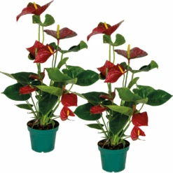 2x Anthurium 'aristo' Red– Flamingo Plant - Facile D'entretien - ⌀14 Cm - ↕45-55 Cm