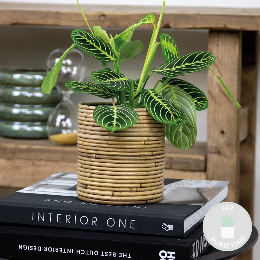 Maranta Lemon Lime – Plante De Prière – Plante D'intérieur – Purificateur D'air – ⌀12cm –↕10-15cm – Image 2