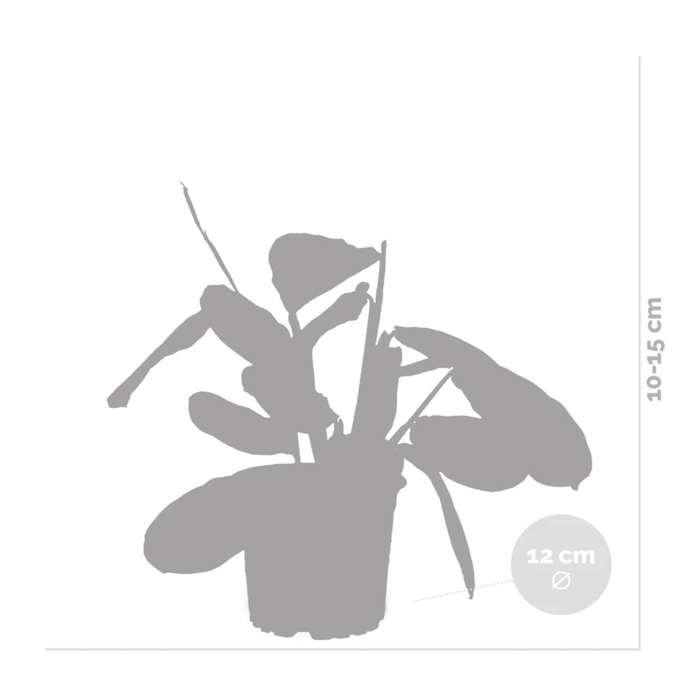 Maranta Lemon Lime – Plante De Prière – Plante D'intérieur – Purificateur D'air – ⌀12cm –↕10-15cm – Image 5