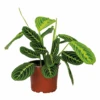 Maranta Lemon Lime – Plante De Prière – Plante D'intérieur – Purificateur D'air – ⌀12cm –↕10-15cm