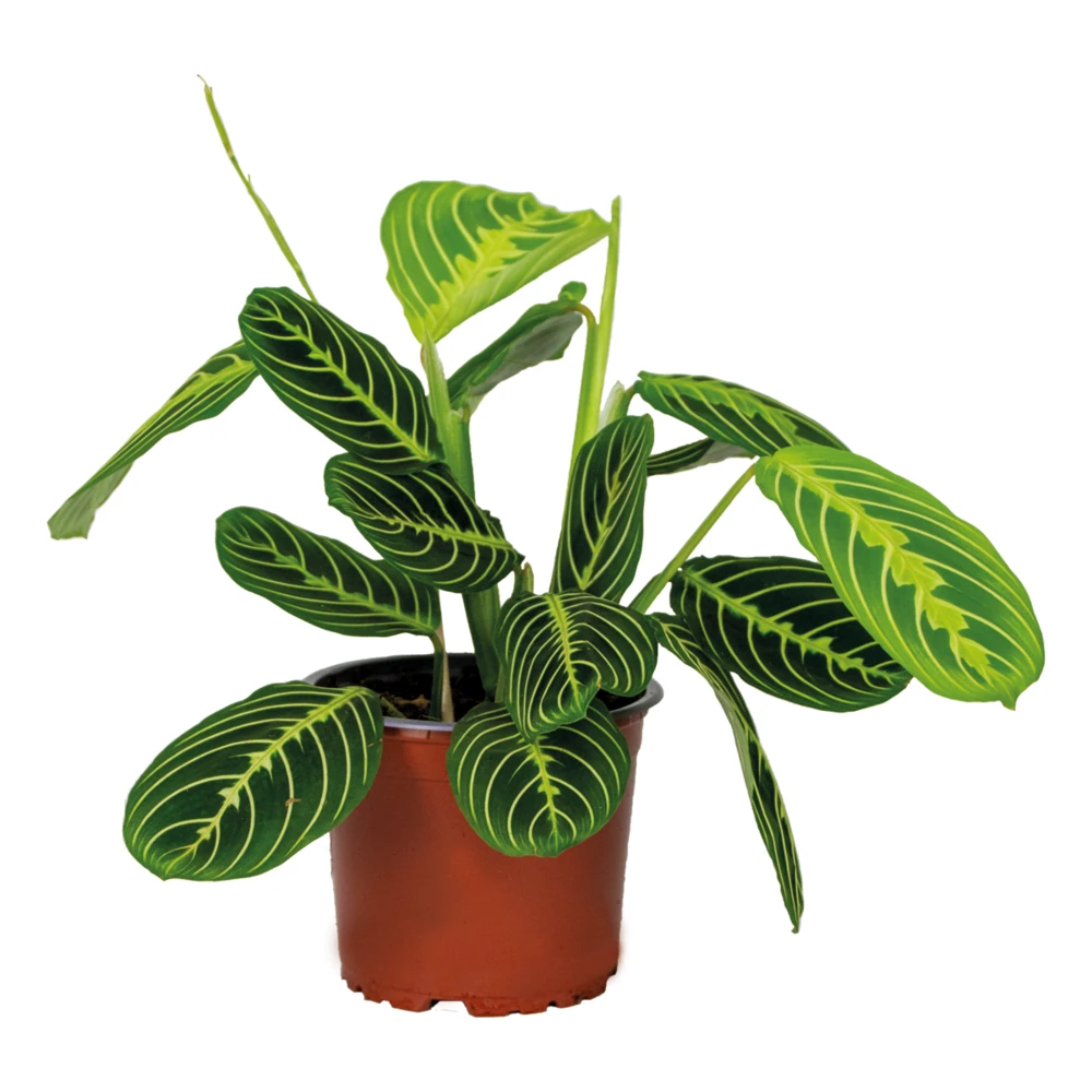 Maranta Lemon Lime – Plante De Prière – Plante D'intérieur – Purificateur D'air – ⌀12cm –↕10-15cm