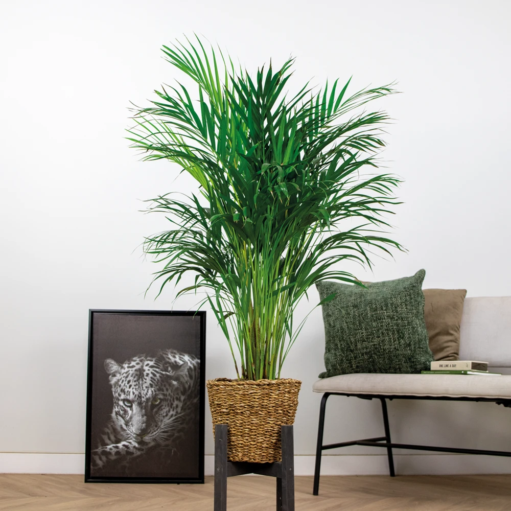 Dypsis Lutescens Incl. Panier En Jonc De Mer - Facile D'entretien - ⌀21 Cm - ↕100-110 Cm – Image 2