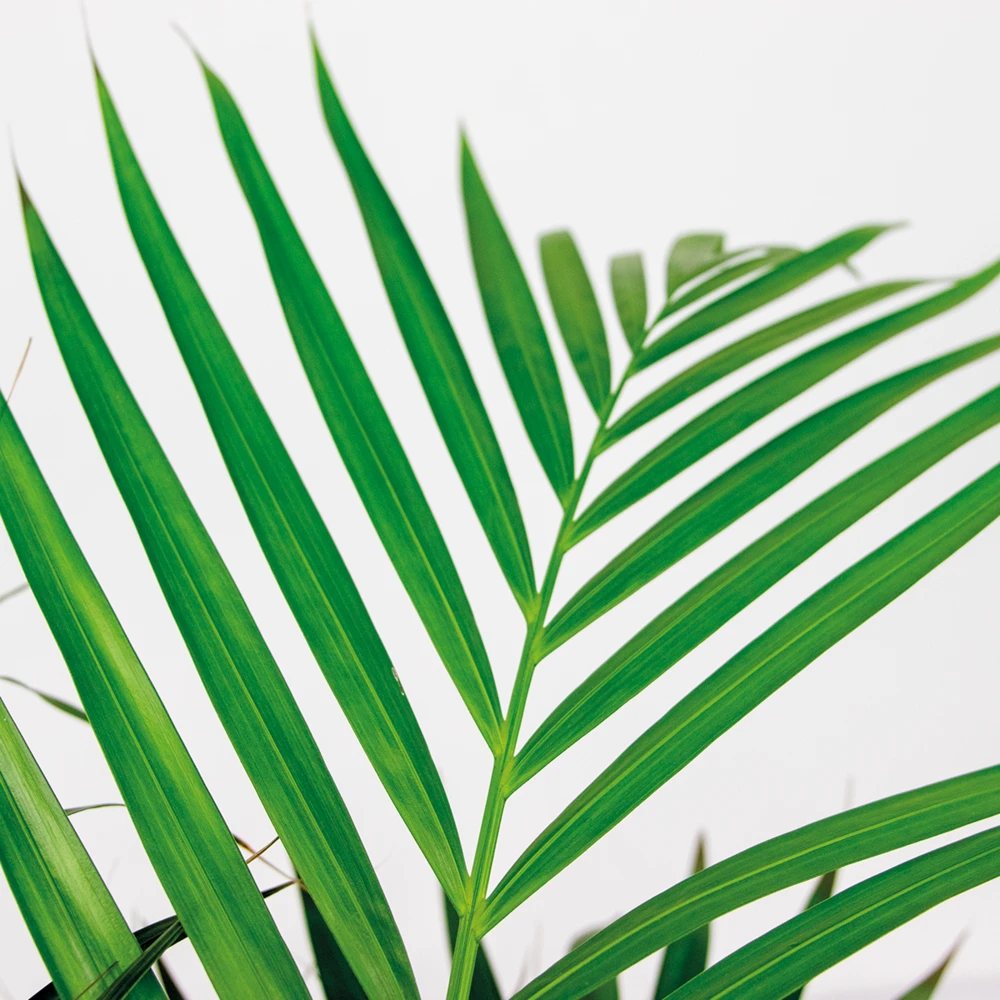 Dypsis Lutescens Incl. Panier En Jonc De Mer - Facile D'entretien - ⌀21 Cm - ↕100-110 Cm – Image 3