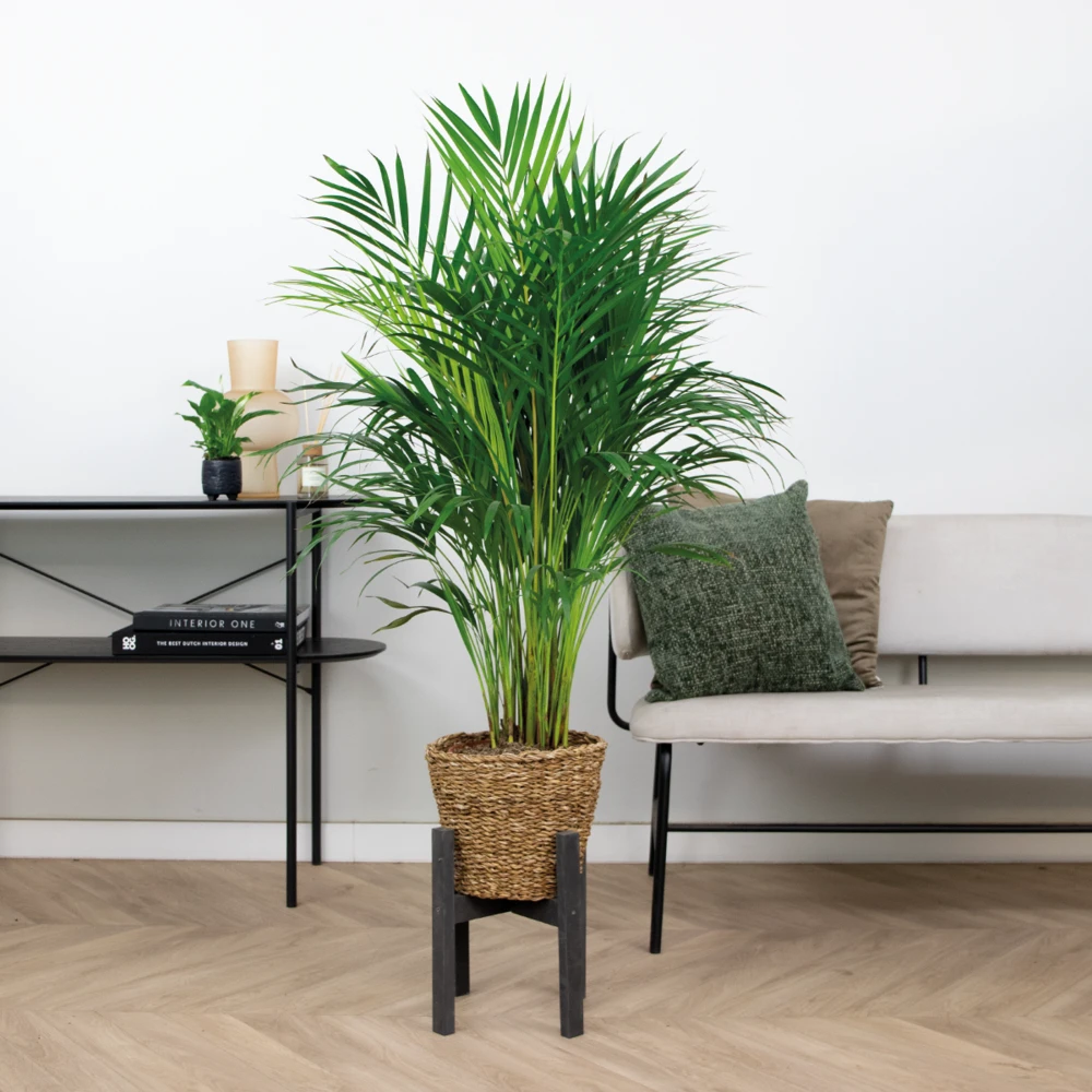 Dypsis Lutescens Incl. Panier En Jonc De Mer - Facile D'entretien - ⌀21 Cm - ↕100-110 Cm – Image 4