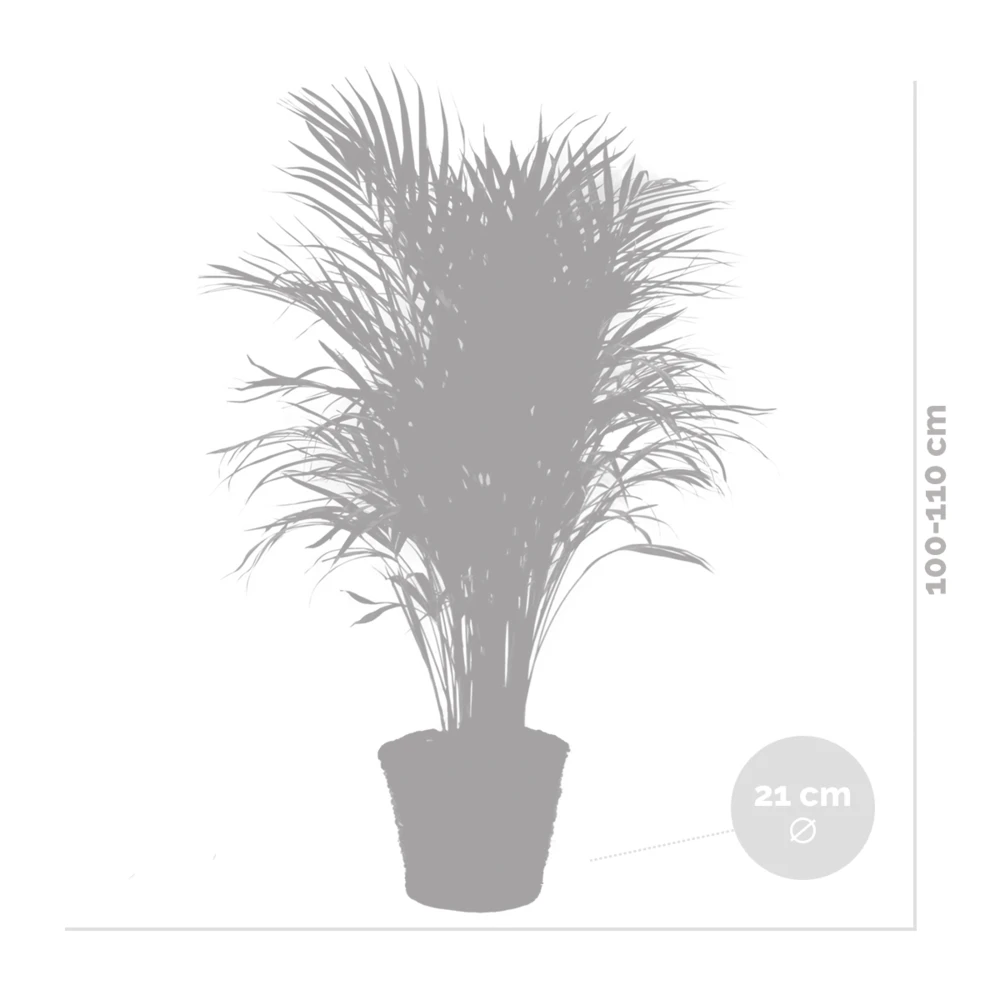 Dypsis Lutescens Incl. Panier En Jonc De Mer - Facile D'entretien - ⌀21 Cm - ↕100-110 Cm – Image 5