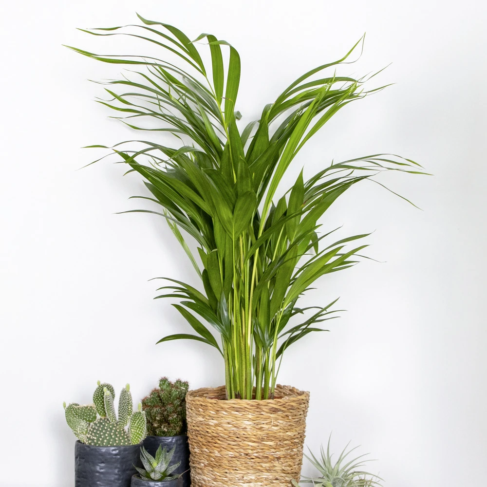 Dypsis Lutescens - Golden Palm - Plante D'intérieur - Entretien Facile - ⌀17 Cm - ↕60-70 Cm – Image 2
