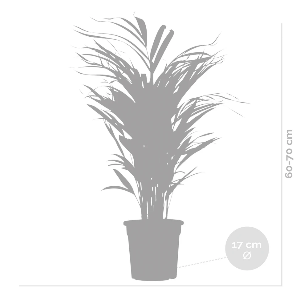 Dypsis Lutescens - Golden Palm - Plante D'intérieur - Entretien Facile - ⌀17 Cm - ↕60-70 Cm – Image 5