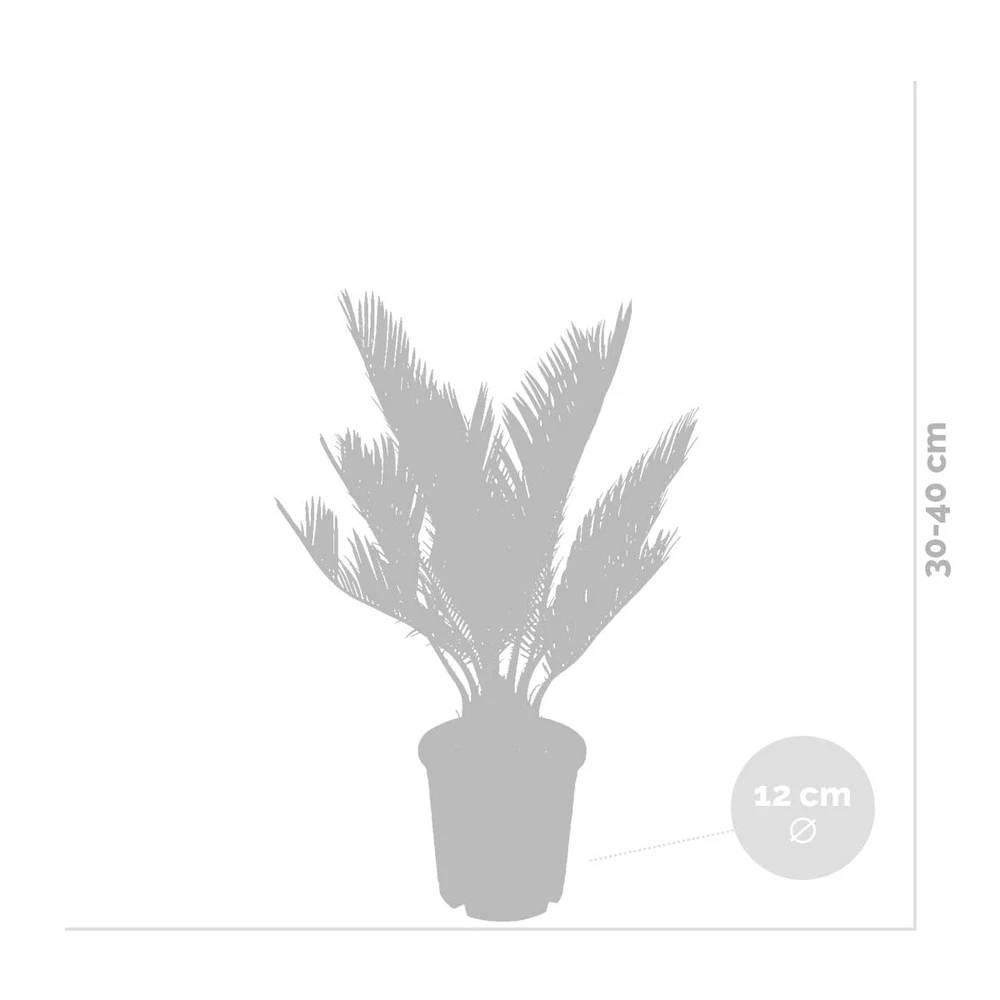 2x Cycas Revoluta – Peace Palm – Palmier – Facile D'entretien - ⌀12 Cm - ↕30-40 Cm – Image 4