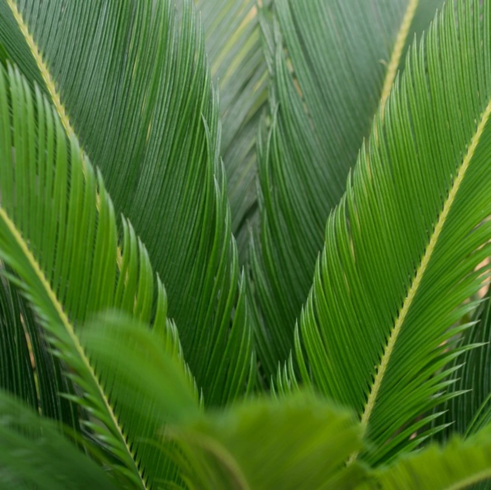 2x Cycas Revoluta – Peace Palm – Palmier – Facile D'entretien - ⌀12 Cm - ↕30-40 Cm – Image 3