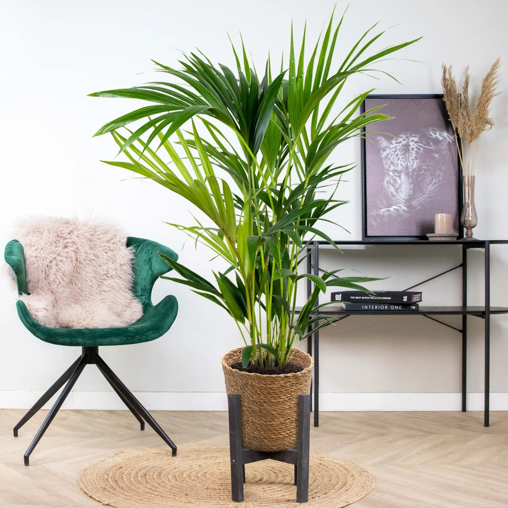 Howea Forsteriana Incl. Panier En Jonc De Mer - Palmier Kentia - Purificateur D'air - ⌀19 Cm - ↕90-100 Cm – Image 4