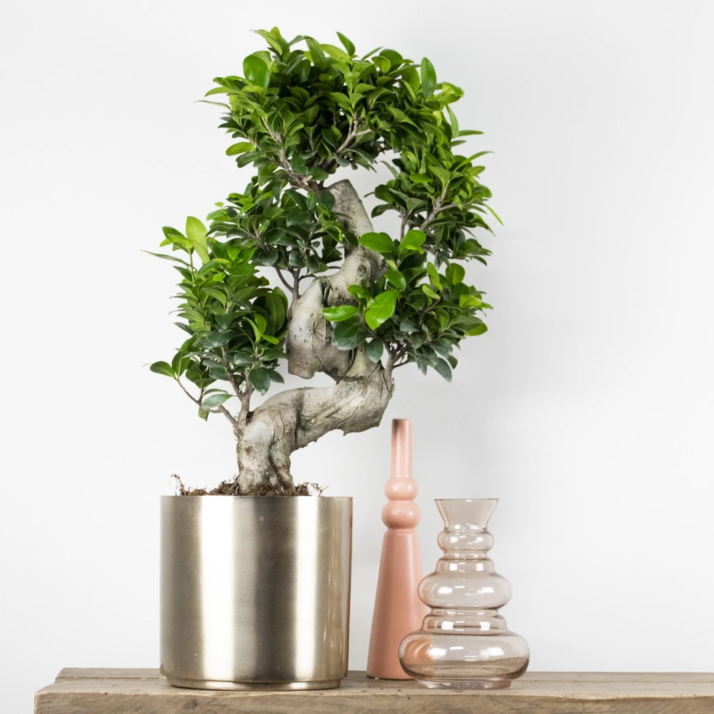 2x Ficus Microcarpa 'ginseng' En Forme De S – Bonsaï – Plante D'intérieur – ⌀22 Cm - ↕60-70 Cm – Image 2
